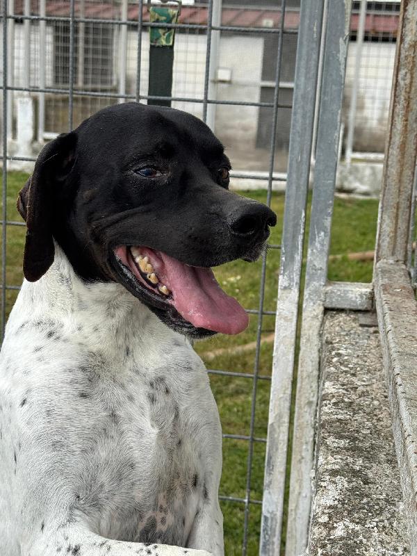 Razzo, simil Pointer 5 anni taglia media – dolce e socievole Foto 3